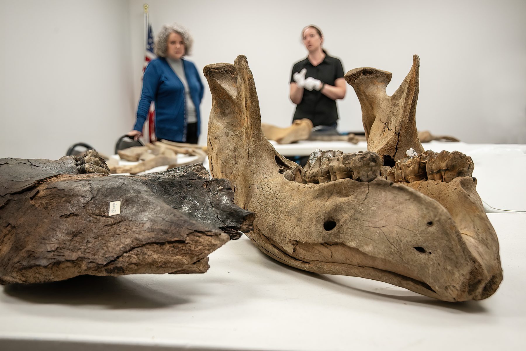 Staff examine a mastodon jaw bone from the collection