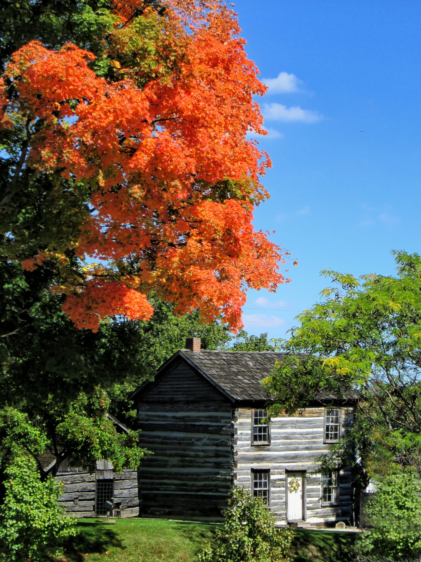 The William Chick family log cabin beside a maple tree in autumn