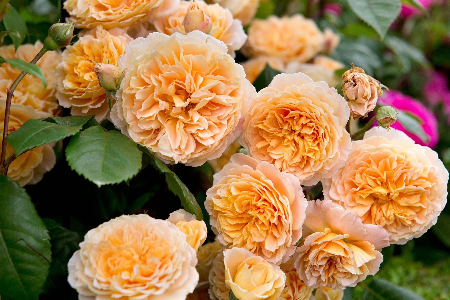Peach-colored roses in bloom
